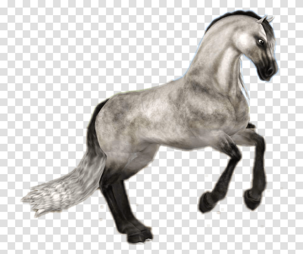 Starstableonline Starstable Sso Horse Andalusian Star Stable Andalusian, Mammal, Animal, Stallion, Colt Horse Transparent Png