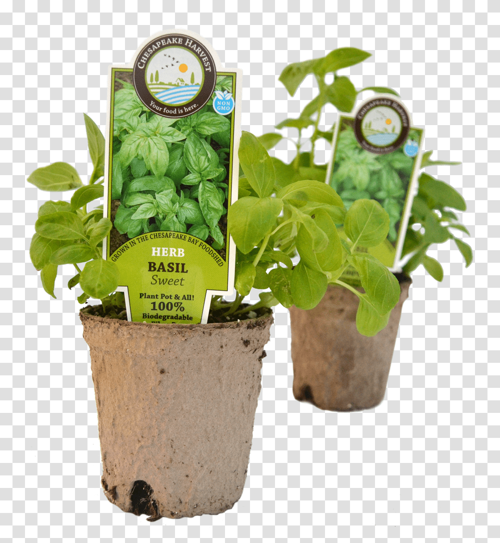 Starter PlantsClass Img Responsive True Size Flowerpot, Potted Plant, Vase, Jar, Pottery Transparent Png