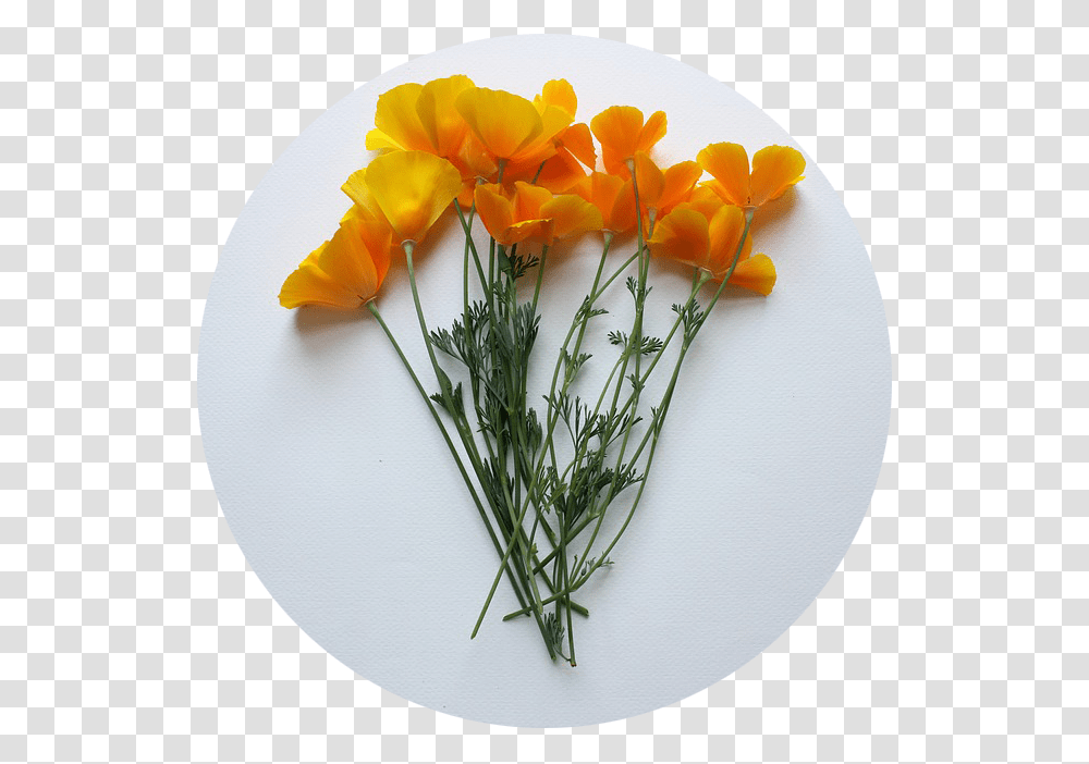 State Flowers California Poppy Cut Flower, Plant, Pineapple, Fruit, Food Transparent Png