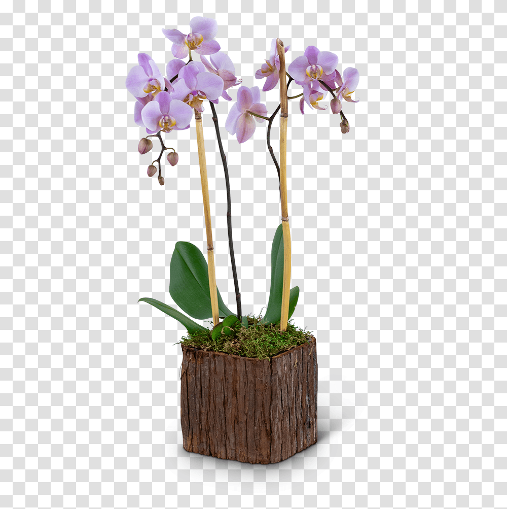 Stately Phalaenopsis Orchid Vermilion Florist Tiffany's Flowers, Plant, Blossom, Amaryllidaceae Transparent Png