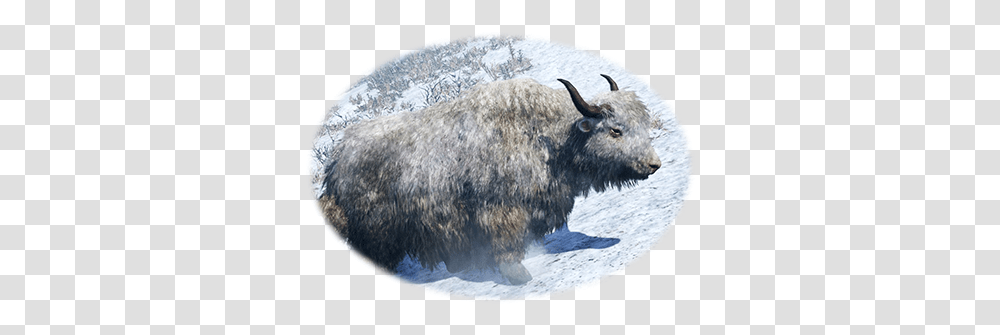 Steam Community Guide Rare Animals Of Oros Finding Bison, Mammal, Cattle, Bear, Wildlife Transparent Png