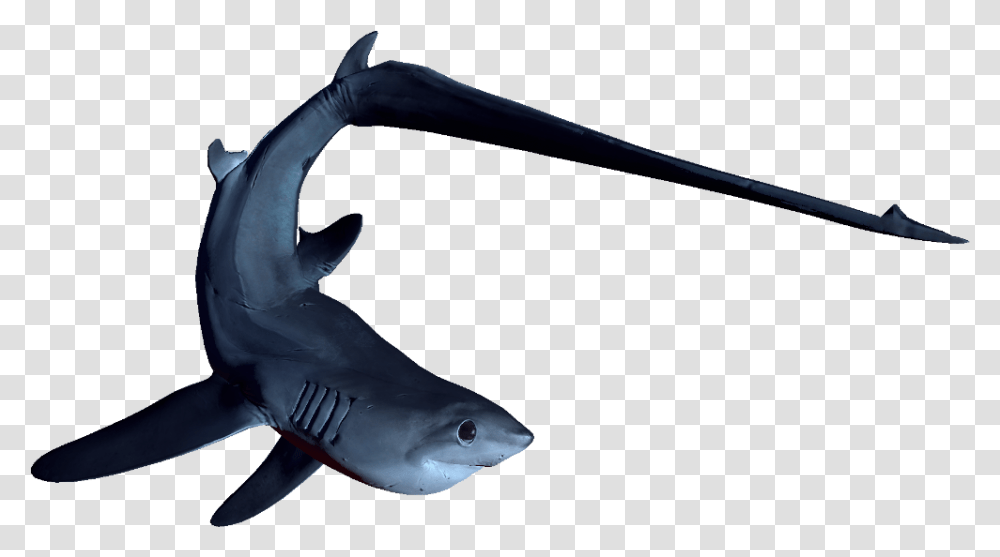 Steam Thresher Shark Thresher Shark Background, Sea Life, Fish, Animal, Great White Shark Transparent Png