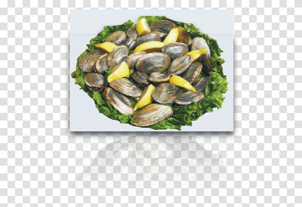 Steamed Clams Mussel, Seashell, Invertebrate, Sea Life, Animal Transparent Png