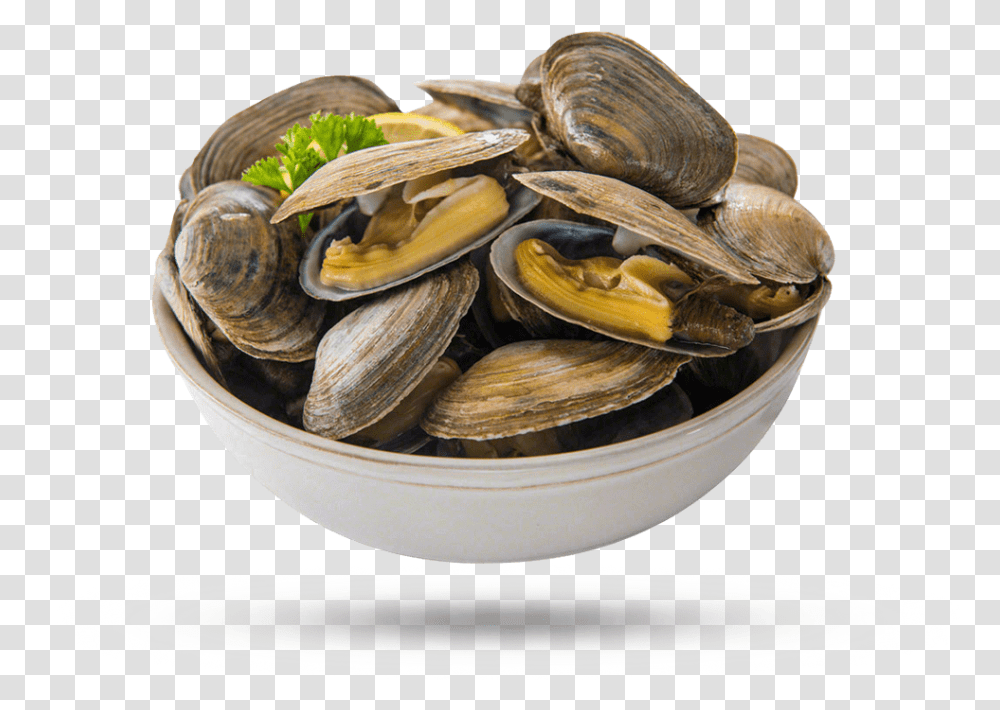Steamer Clams Cooked Clam, Seashell, Invertebrate, Sea Life, Animal Transparent Png