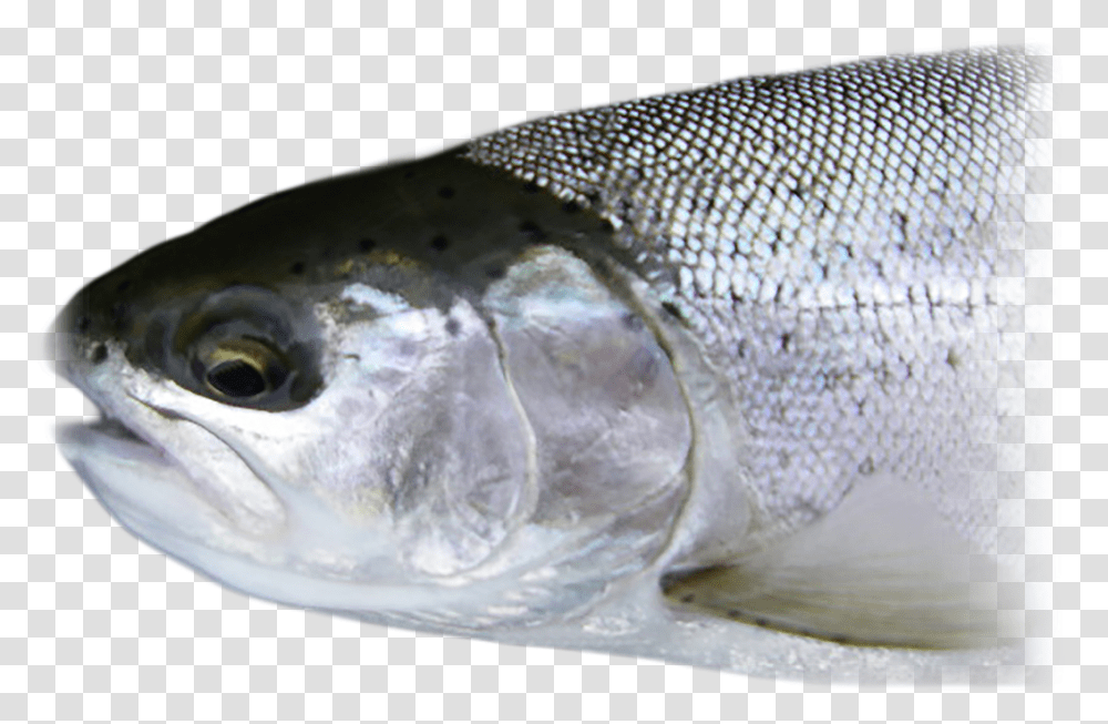 Steelhead Oily Fish, Animal, Herring, Sea Life, Coho Transparent Png