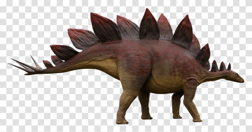 Stegosaurus 1 Stegosaurus Stegosaurus, Dinosaur, Reptile, Animal, T-Rex Transparent Png