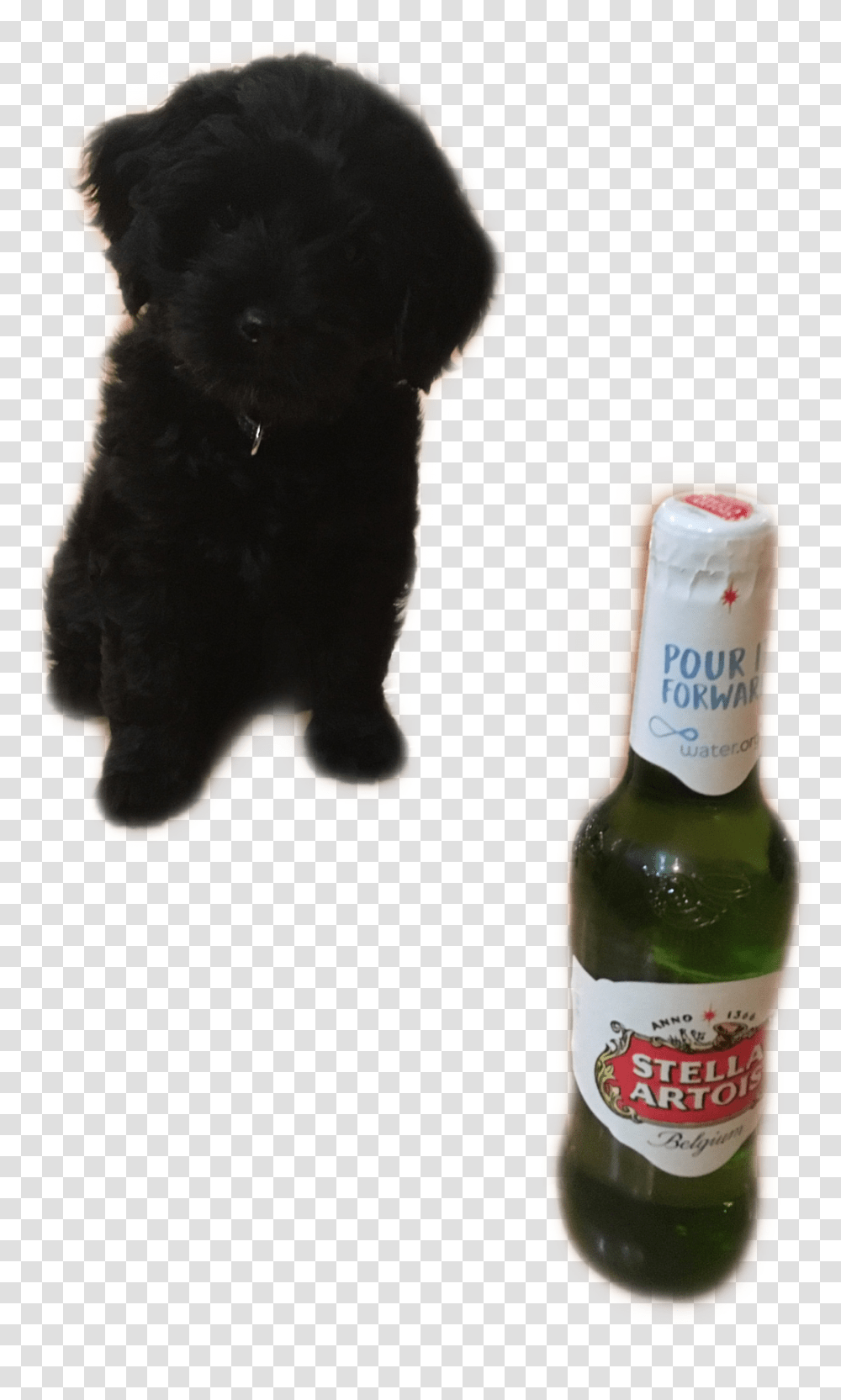 Stella Beer Beer Bottle, Alcohol, Beverage, Drink, Dog Transparent Png