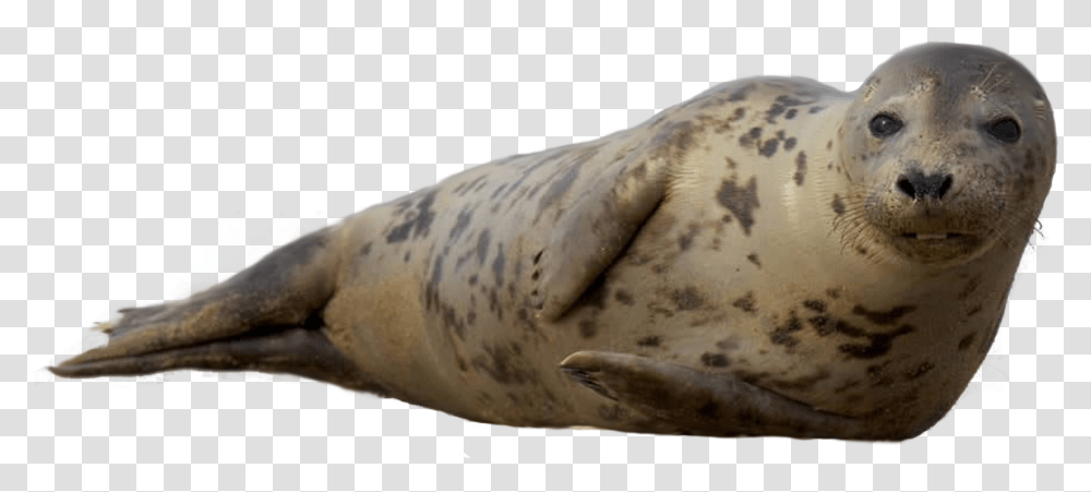 Steller Sea Lion Harbor Seal, Mammal, Sea Life, Animal Transparent Png