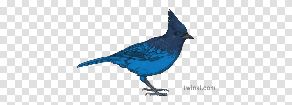 Stellers Jay Steller Bird Animal Ks2 Illustration Twinkl Jay Illustration, Blue Jay, Bluebird Transparent Png