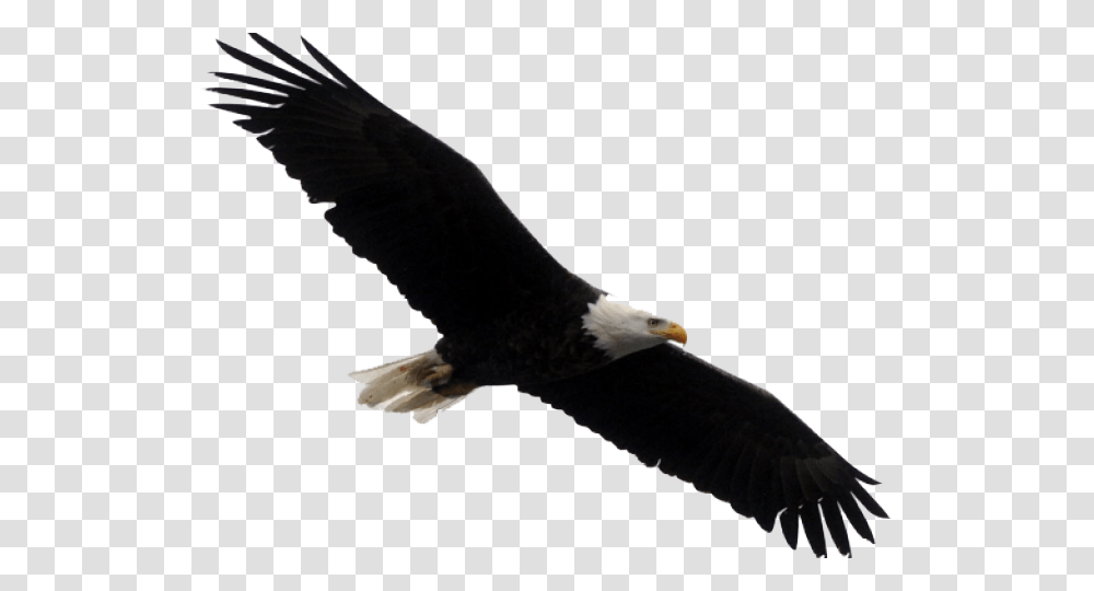 Stellers Sea Eagle Clipart Landing, Bird, Animal, Flying, Bald Eagle Transparent Png
