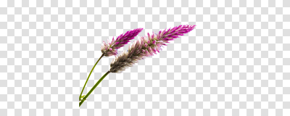 Stem Nature, Plant, Grass, Lawn Transparent Png