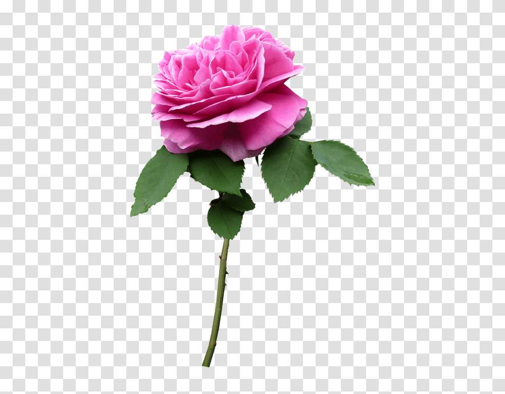 Stem 960, Flower, Rose, Plant, Blossom Transparent Png