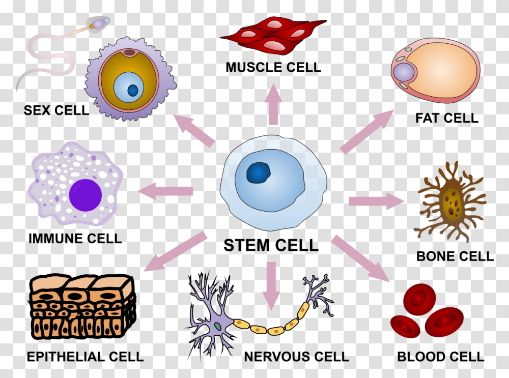 Stem Cell Differentiation Function Of Stem Cells, Graphics, Art, Pattern, Analog Clock Transparent Png