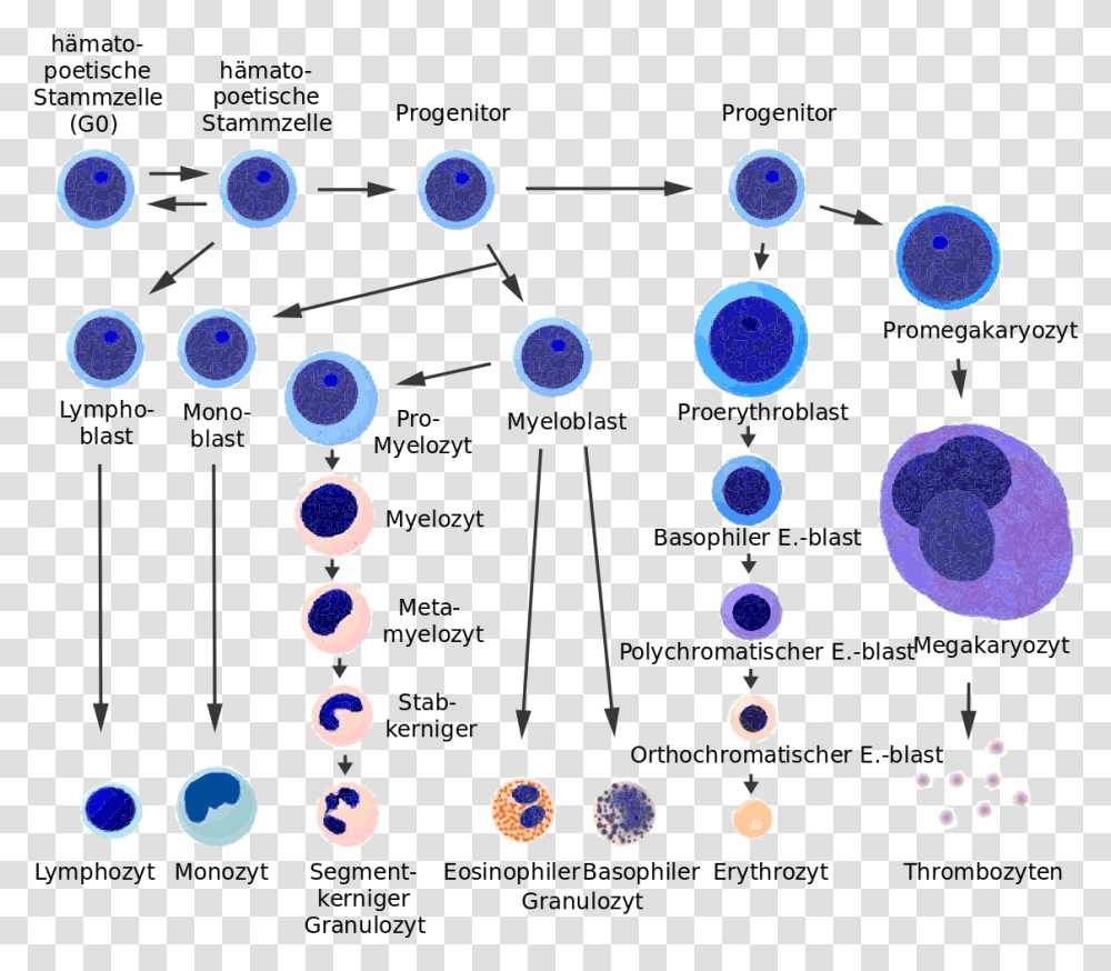 Stem Cell Vs Blast, Bubble, Sphere, Network Transparent Png