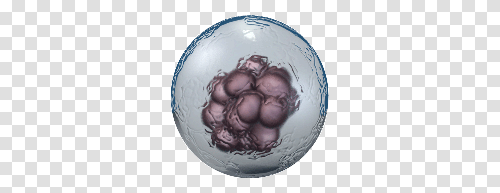 Stem Cells Embryonic Stem Cells, Sphere, Ball, Person, Coin Transparent Png