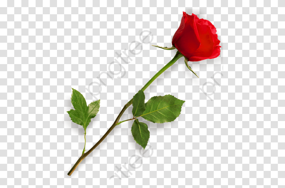 Stem Clipart Red Rose Picsart Effect Download, Flower, Plant, Blossom, Green Transparent Png