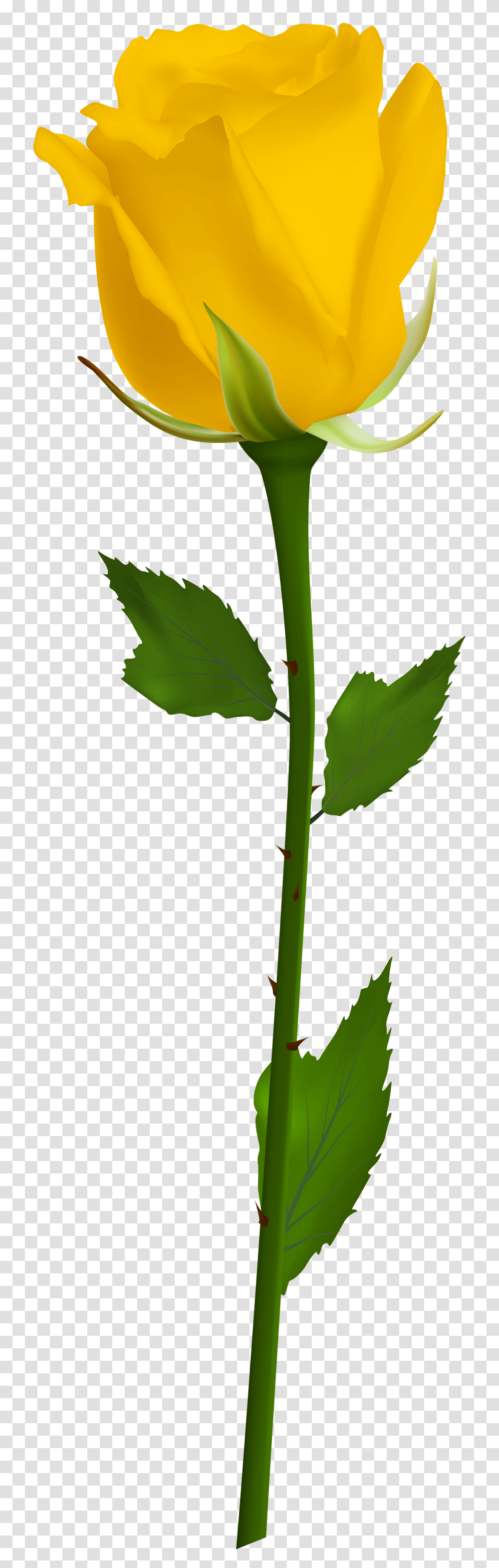 Stem Clipart Rose, Green, Plant, Leaf, Tree Transparent Png