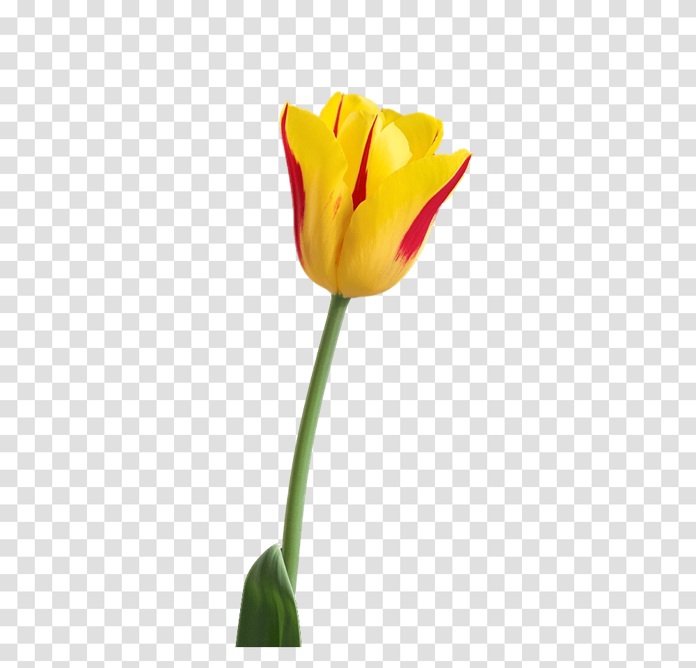 Stem Clipart Tulip, Plant, Flower, Blossom Transparent Png