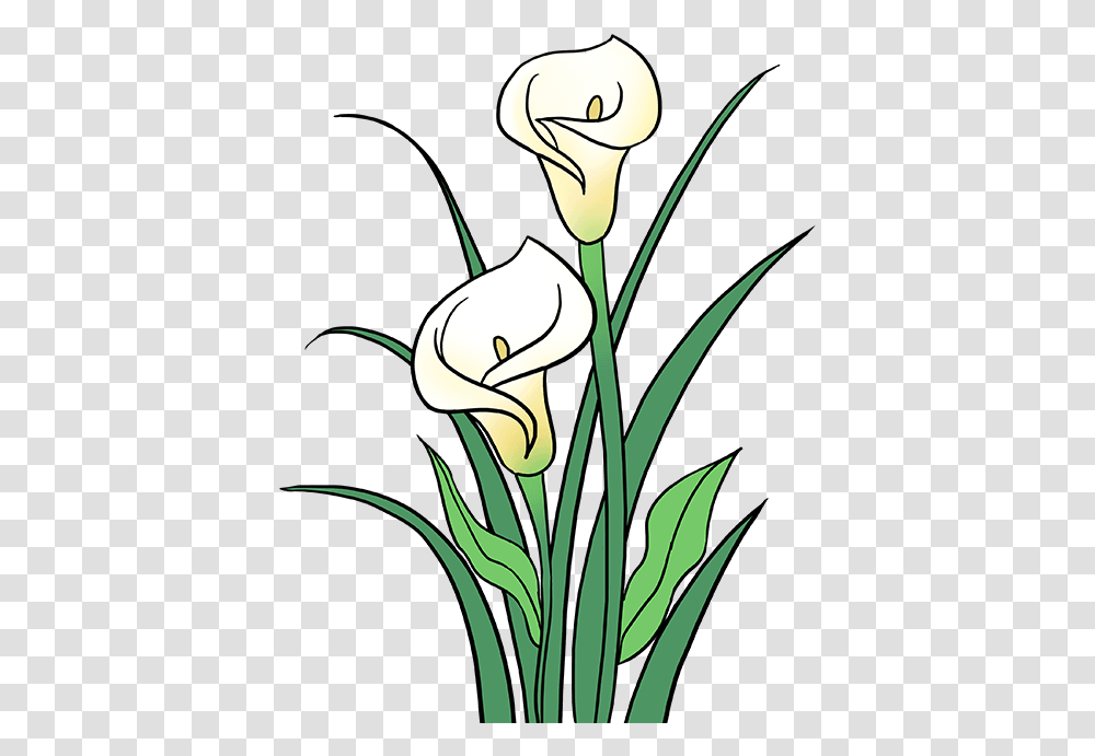 Stem Drawing Lily Flower Clipart Free Calla Lily Flower Drawing, Plant, Blossom, Petal, Tulip Transparent Png