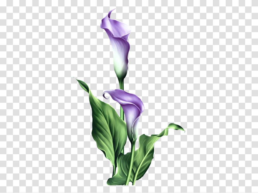Stem Drawing Lily Flower Clipart Free Calla Lily, Iris, Plant, Blossom, Petal Transparent Png