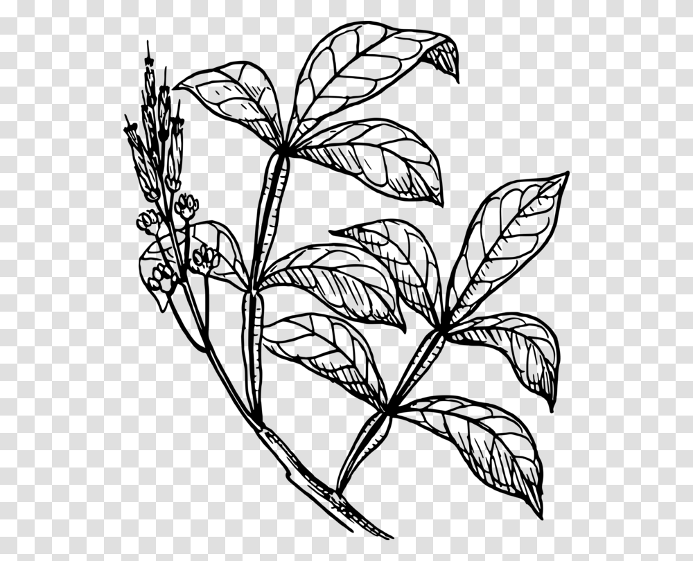 Stem Drawing Plant Easy Shrub Plants Drawing, Gray, World Of Warcraft Transparent Png