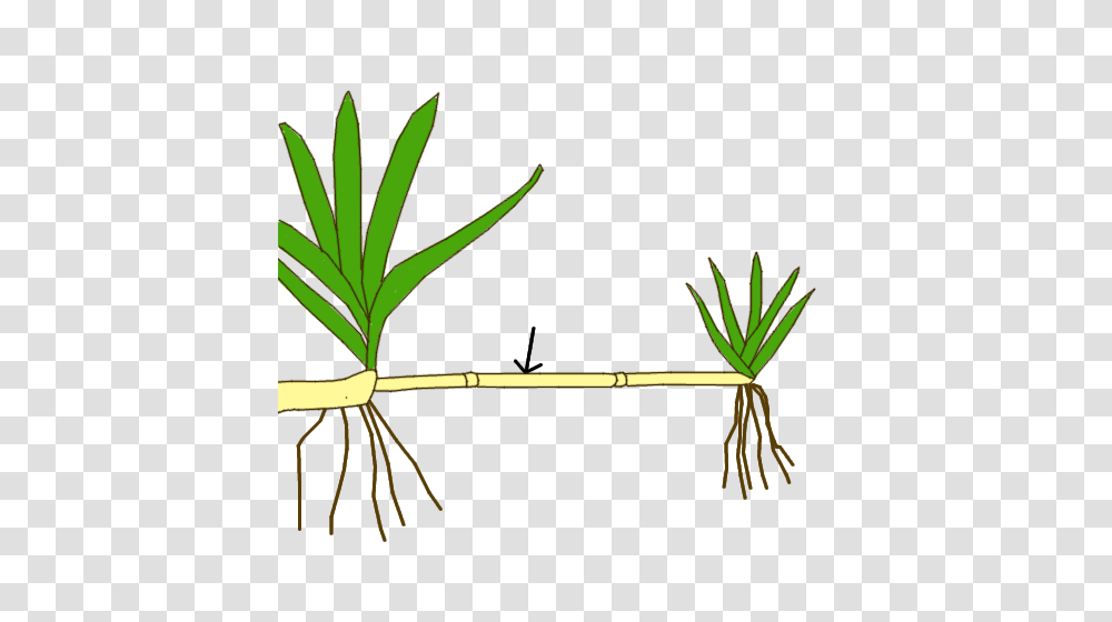 Stem Morphology Type Stolon, Plant, Root, Bow, Vegetable Transparent Png