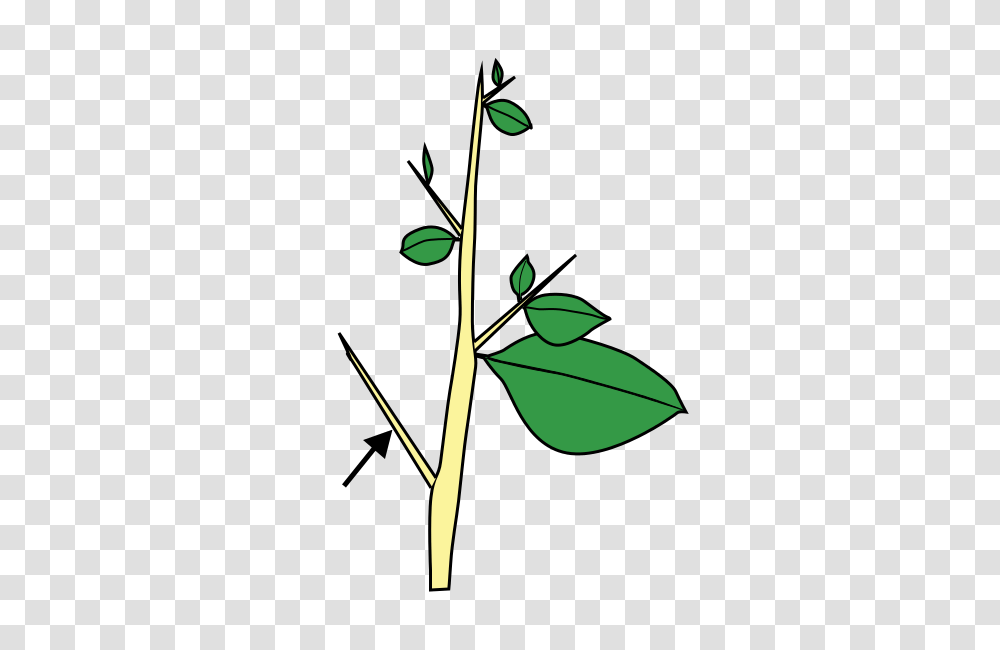Stem Morphology Type Thorn, Leaf, Plant, Green, Flower Transparent Png