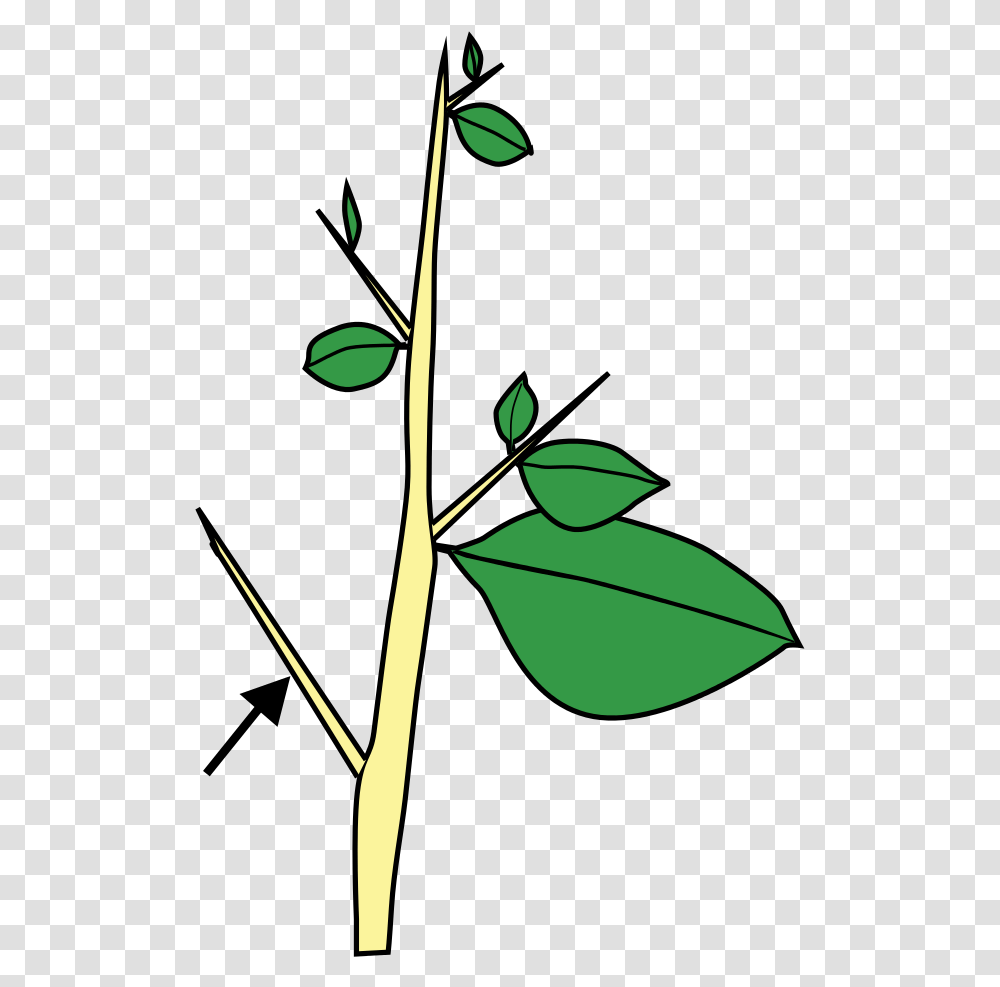 Stem Morphology Type Thorn, Leaf, Plant, Green, Tree Transparent Png