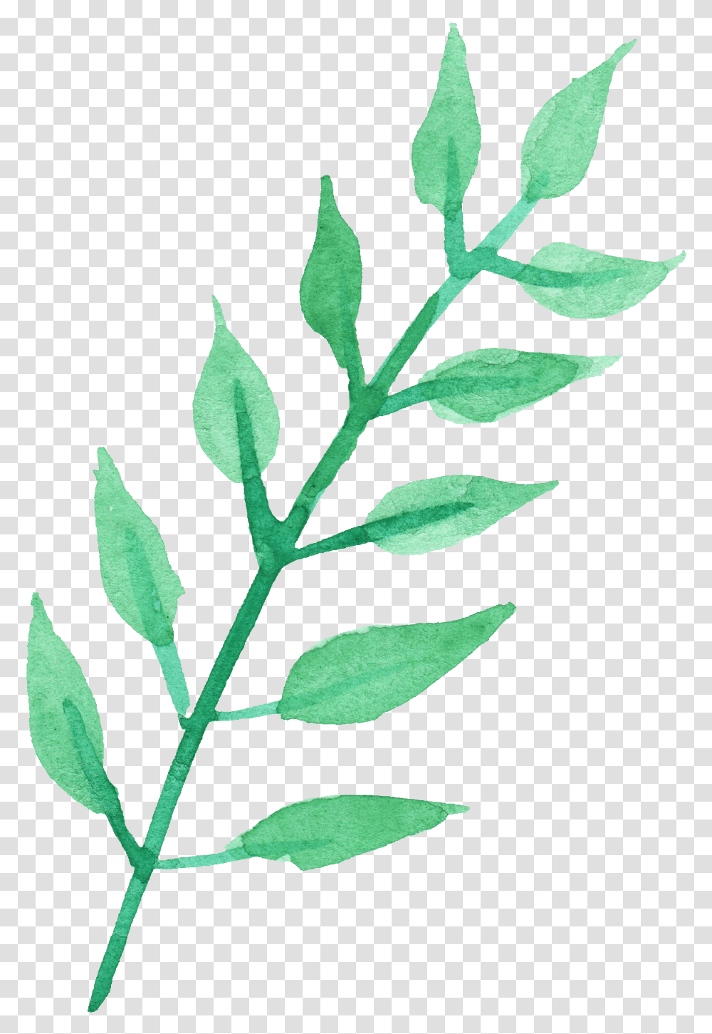 Stem Of A Plant Images Watercolor Leaves Watercolor Leaves Background, Leaf, Acanthaceae, Flower, Blossom Transparent Png