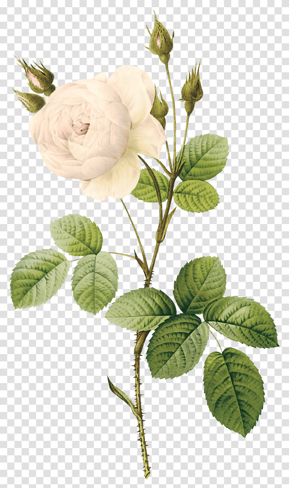 Stem Of A Plant Plantpng Images Flower Stem, Rose, Blossom, Leaf, Petal Transparent Png