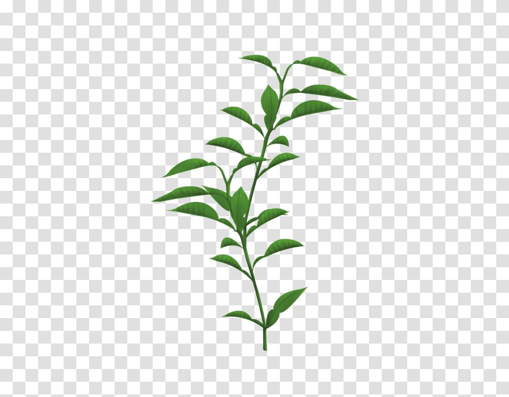 Stem Of A Plant Stem Of A Plant Images, Green, Sesame, Seasoning, Food Transparent Png