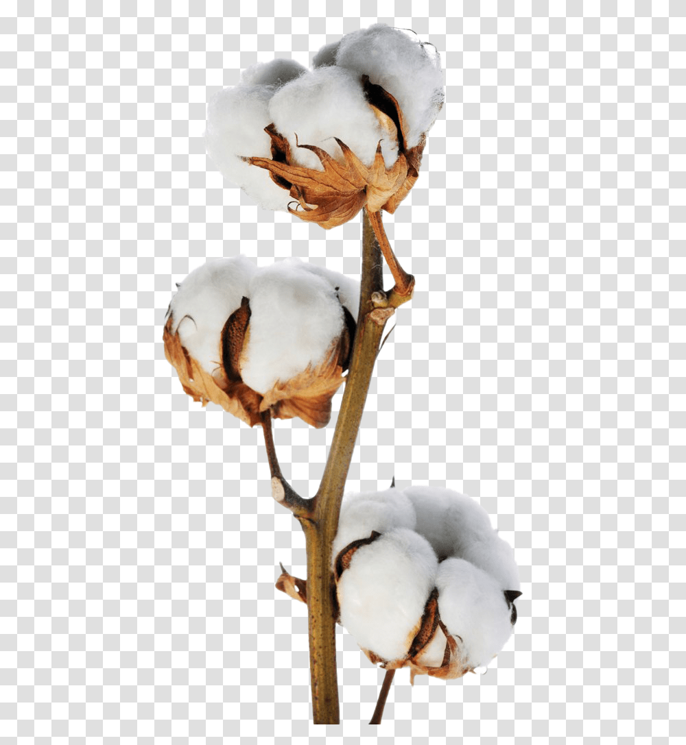 Stem Of Cotton Plant, Bird, Animal, Antler, Agaric Transparent Png