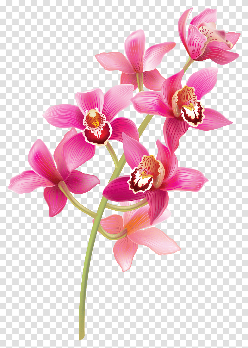 Stem Pink Orchids Clipart Pink Orchids, Plant, Flower, Blossom Transparent Png