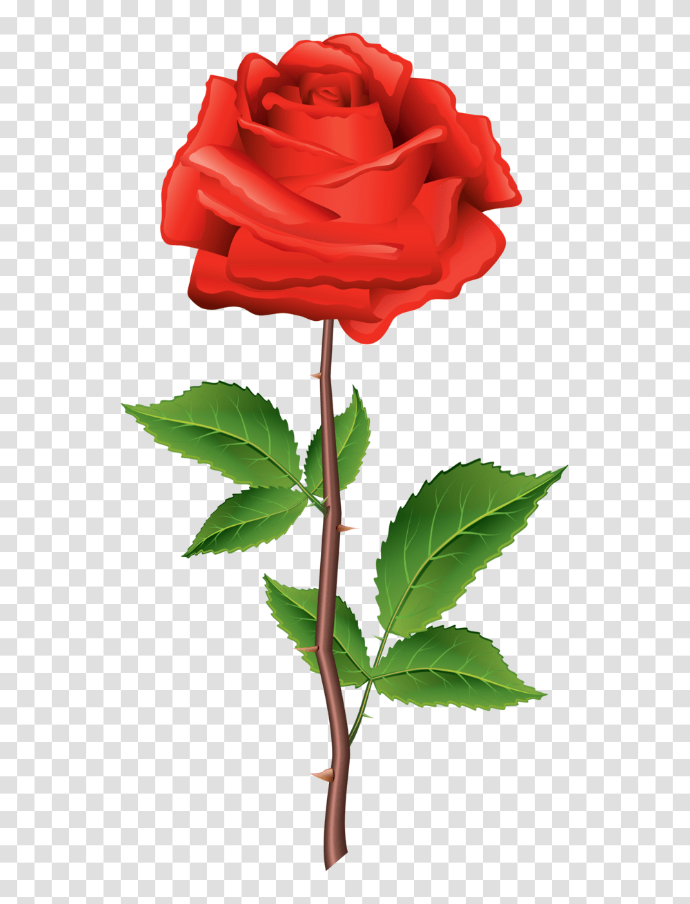 Stem Red Rose Clipart, Plant, Flower, Blossom, Leaf Transparent Png