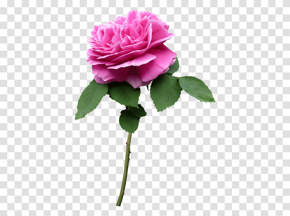 Stem Rose Pink Flower Flower With Stem, Plant, Blossom, Petal, Leaf Transparent Png