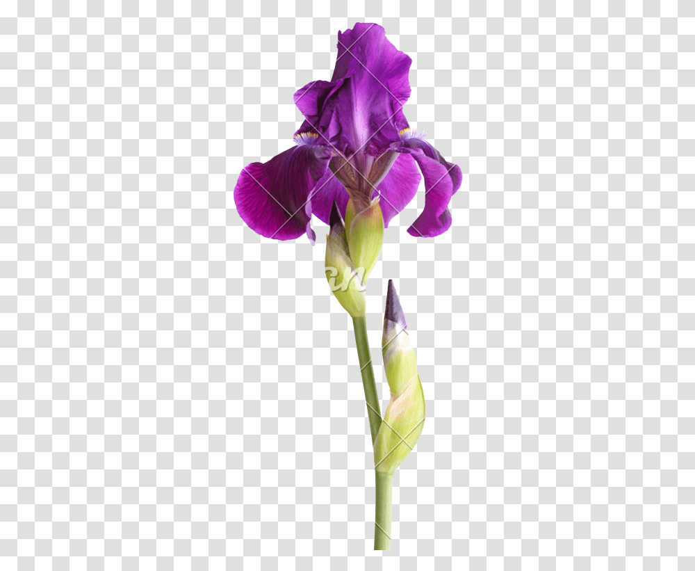 Stem With Deep Purple Iris Flower Isolated Iris Purple Flower With Stem, Plant, Blossom, Geranium, Orchid Transparent Png