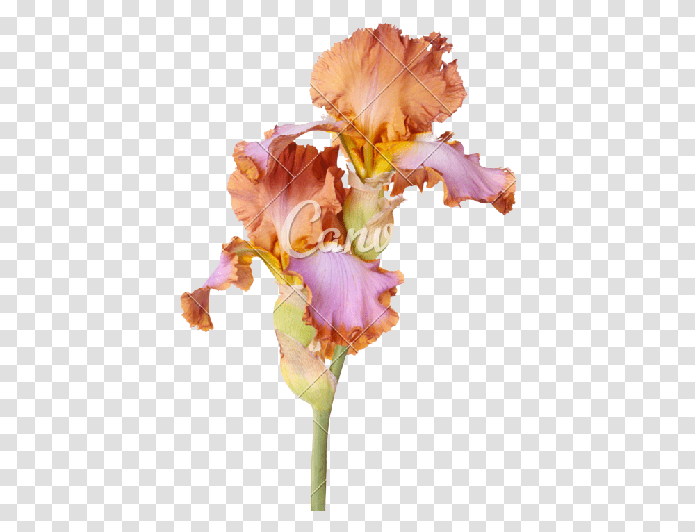 Stem With Two Multicolored Iris Flowers Isolated Brown Brown Bearded Iris Flower, Plant, Blossom, Gladiolus, Petal Transparent Png