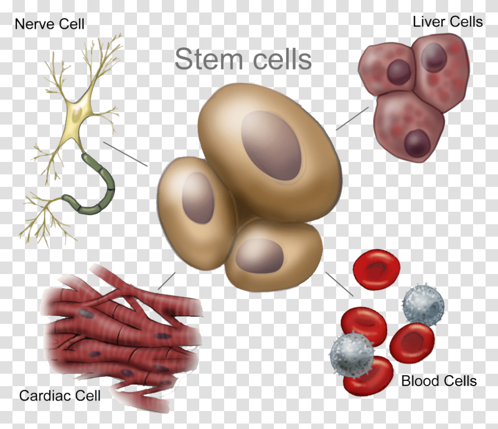 Stemcellsnew Hires 1024x867 Many Unspecialized Stem Cells, Plant, Fruit, Food, Finger Transparent Png