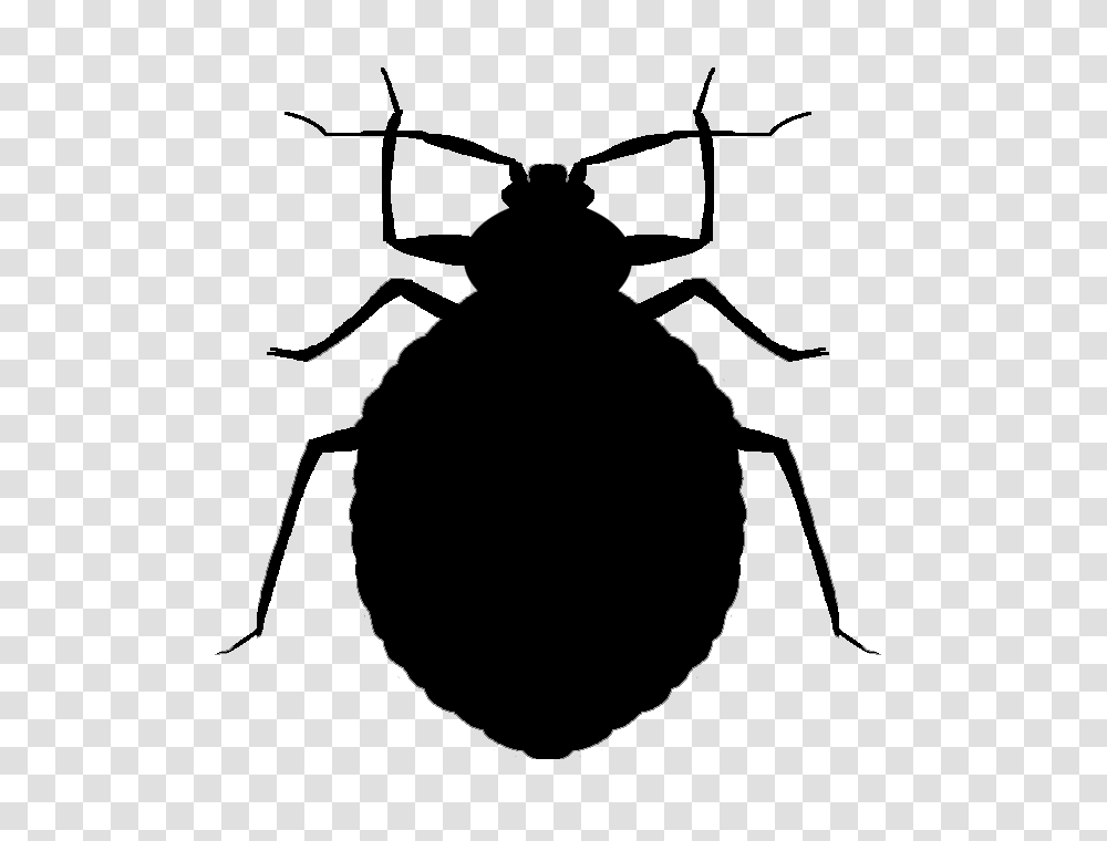 Stencil, Dung Beetle, Insect, Invertebrate Transparent Png