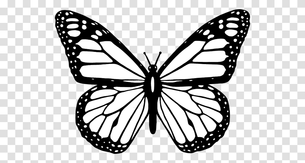 Stencil, Insect, Invertebrate, Animal Transparent Png