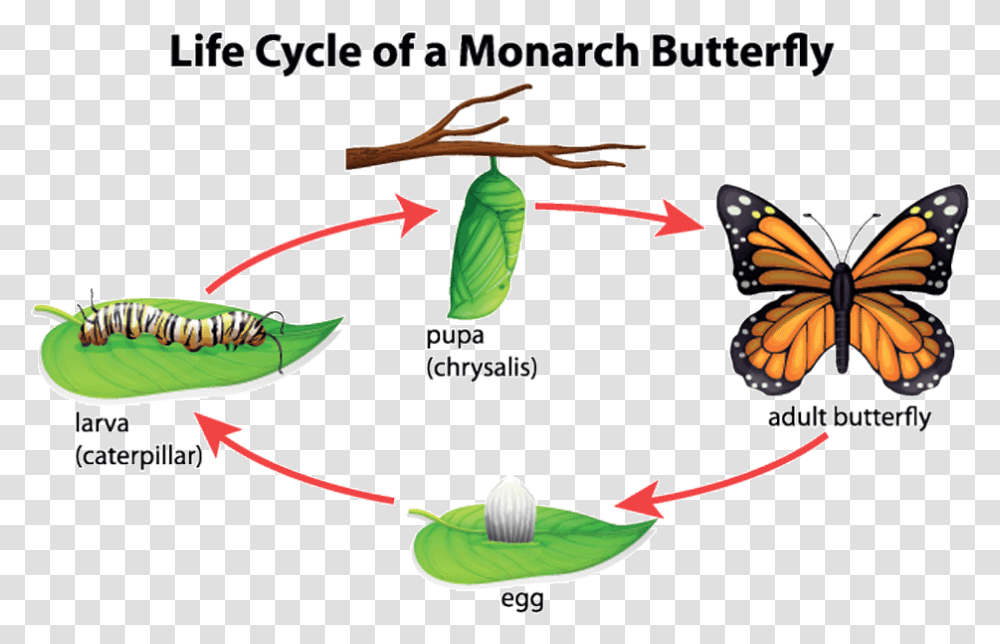 3d Life Cycle Of Butterfly, Diary, Business Card, Paper Transparent Png