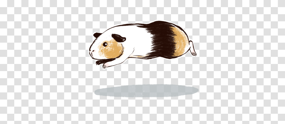 Steps And Tips To Gain Guinea Pigs' Love Trust - Guineadad Rat, Animal, Rodent, Mammal, Fish Transparent Png