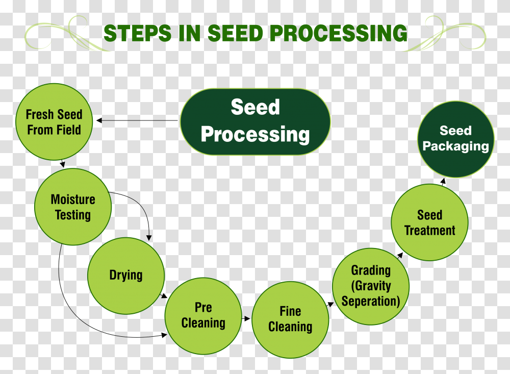 Steps In Seed Processing Inside Of A Seed, Diagram, Number Transparent Png