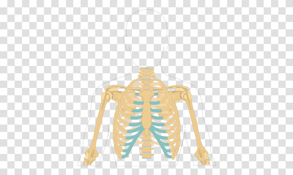Sternum Bone Overview Sternum Bone, Skeleton, Person, Human, Neck Transparent Png