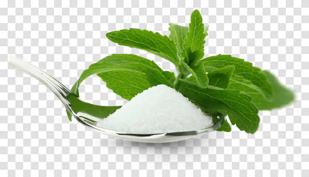 Stevia And Sugar Stevia, Potted Plant, Vase, Jar, Pottery Transparent Png