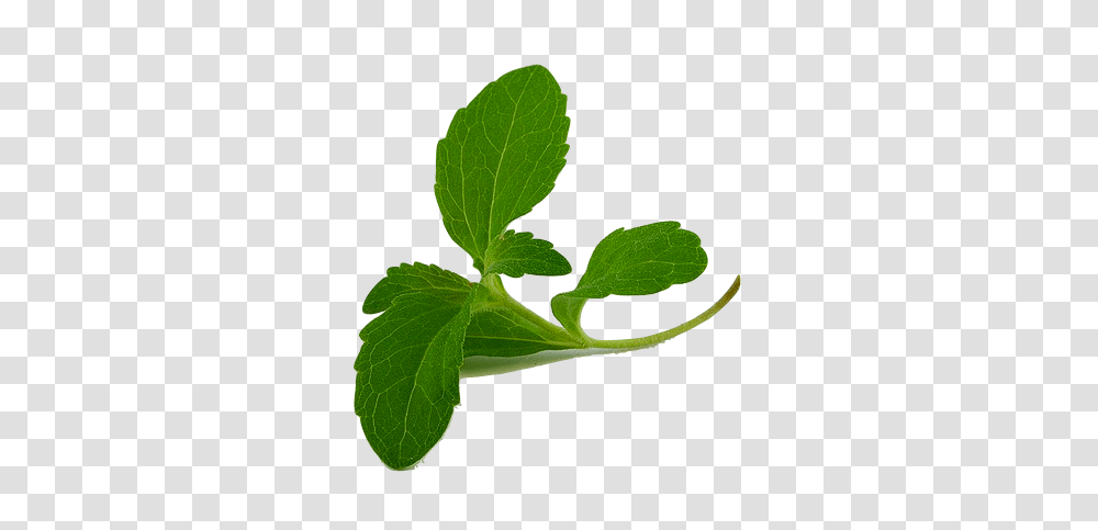 Stevia First Discovers Novel Plant Variant, Potted Plant, Vase, Jar, Pottery Transparent Png