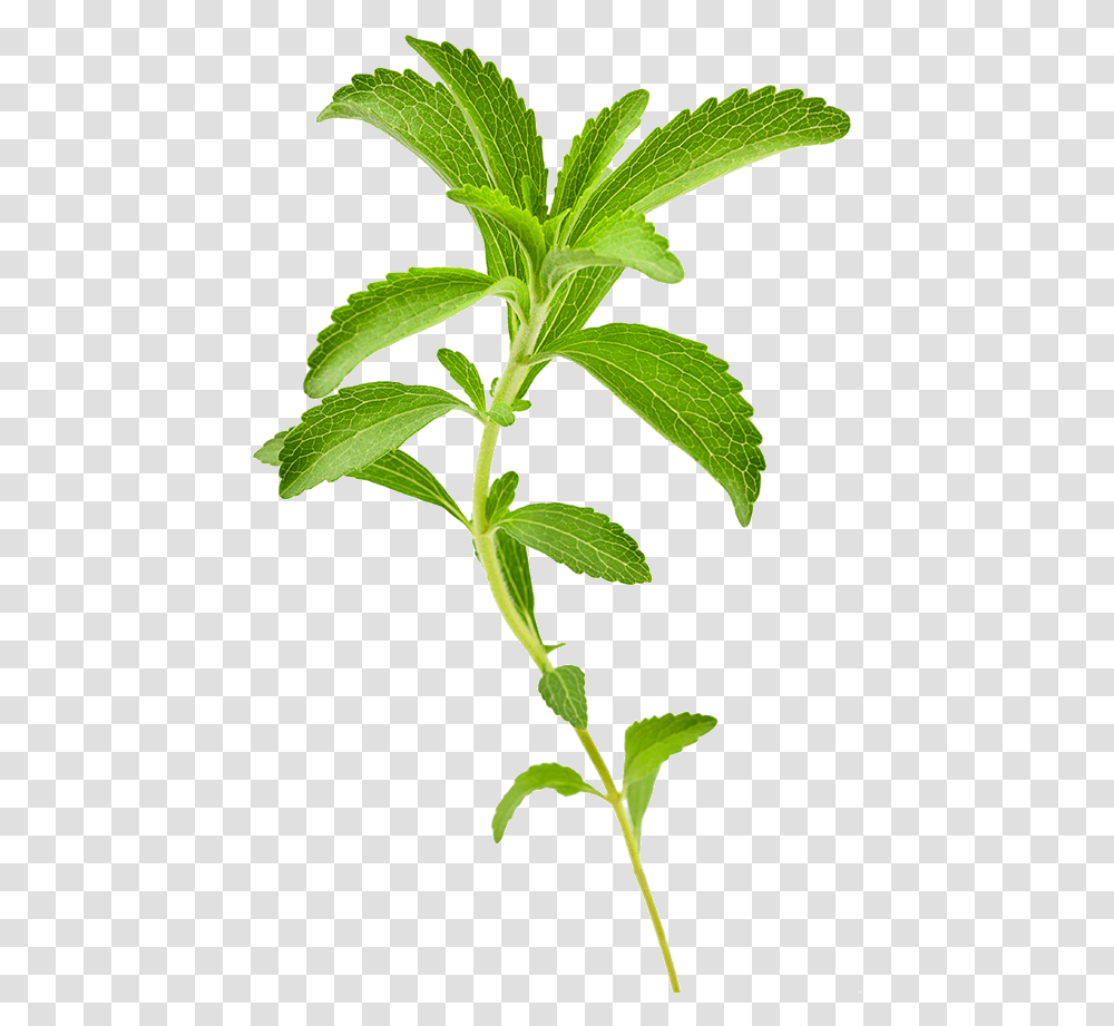 Stevia Plant, Potted Plant, Vase, Jar, Pottery Transparent Png