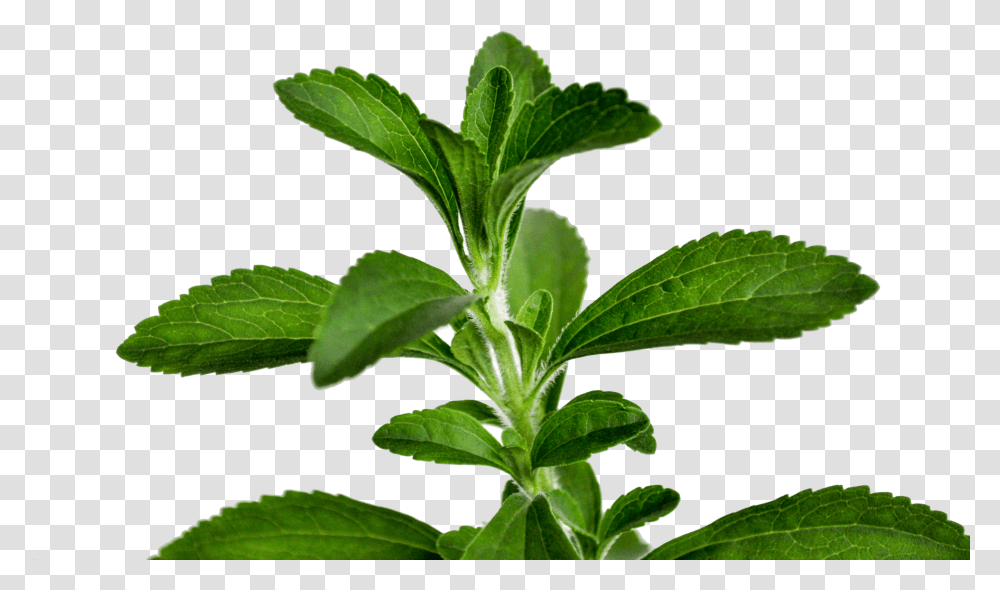 Stevia Stevia Leaf, Potted Plant, Vase, Jar, Pottery Transparent Png