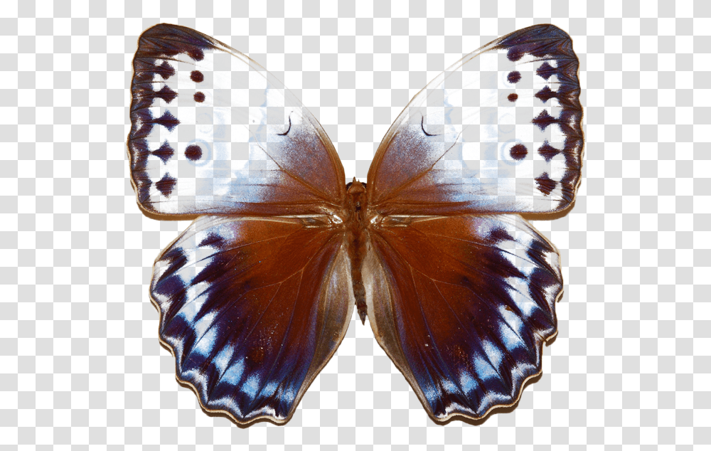 Stichophthalma Camadeva, Butterfly, Insect, Invertebrate, Animal Transparent Png