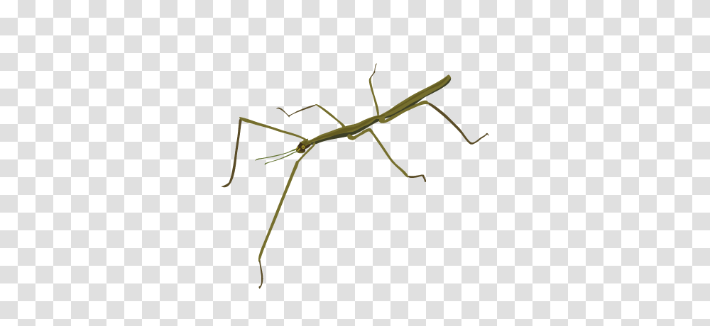 Stick Insect, Invertebrate, Animal, Wire, Barbed Wire Transparent Png